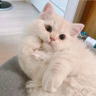 Lê Mỹ Lệ profile